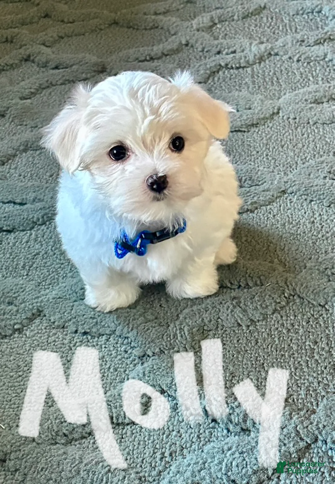 Maltese dogs for sale: Molly - Ad 2