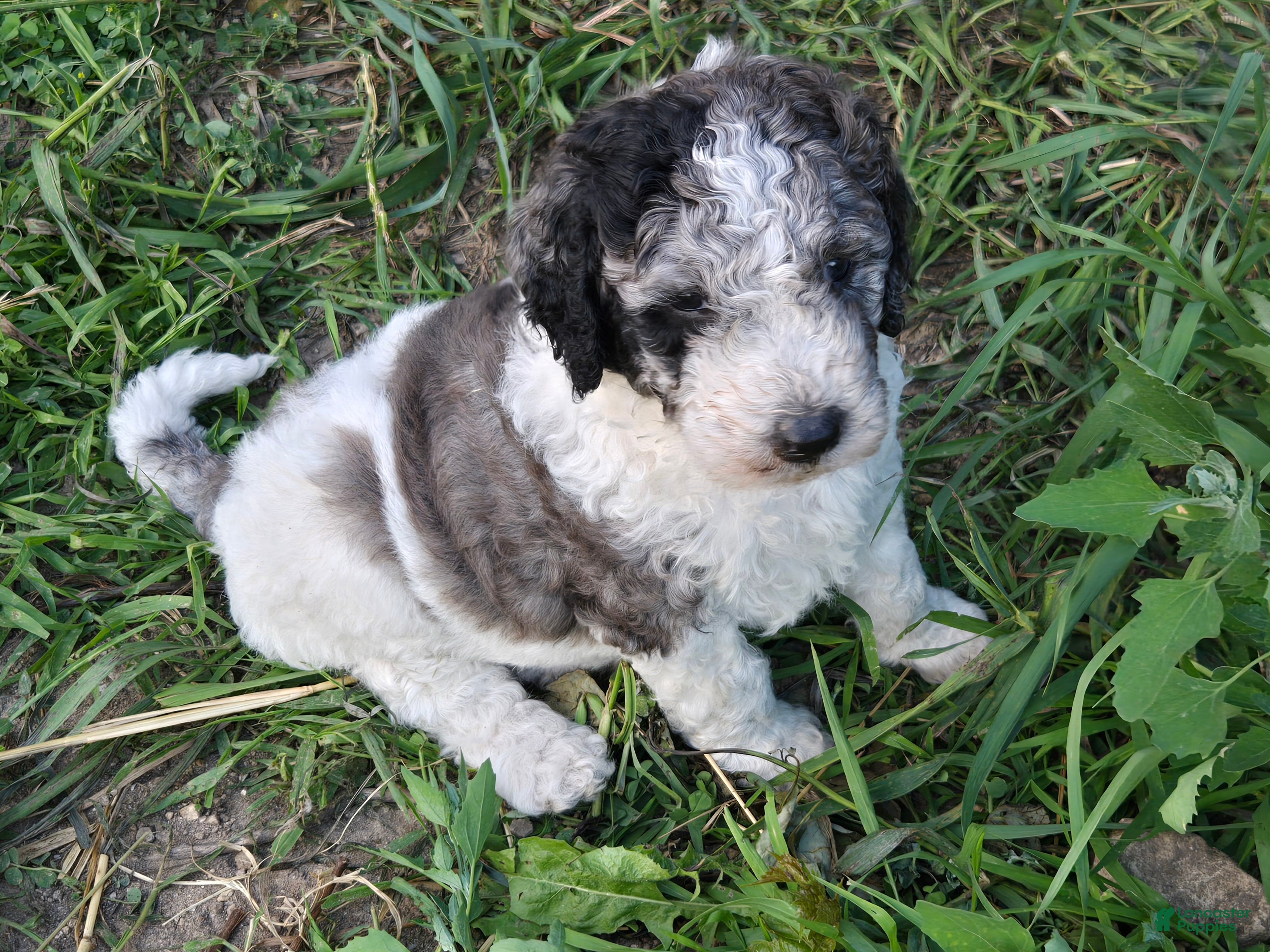 Newfypoo dogs Shasta - Ad 4