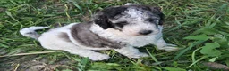 Newfypoo dogs for sale: Shasta - Ad 1