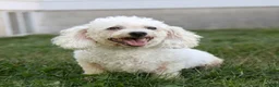 Teddy Bear dogs for sale: Veronica - Ad 4