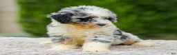 Mini Aussiedoodle dogs for sale: Baxter - Ad 6