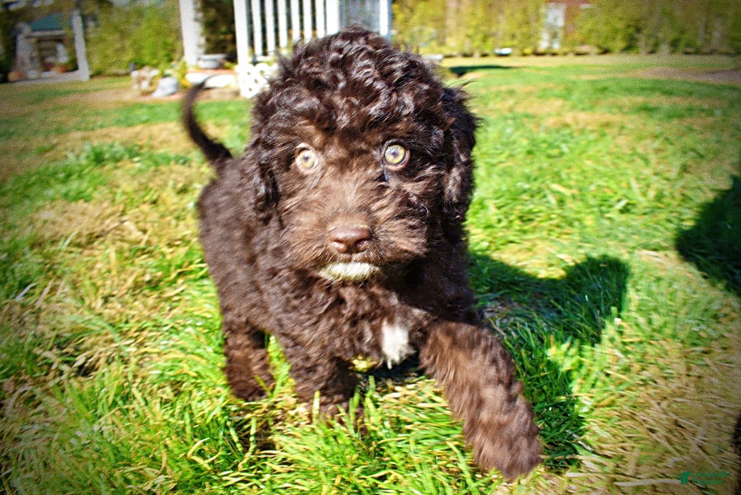 Havapoo dogs for sale: Iggy - Ad 10