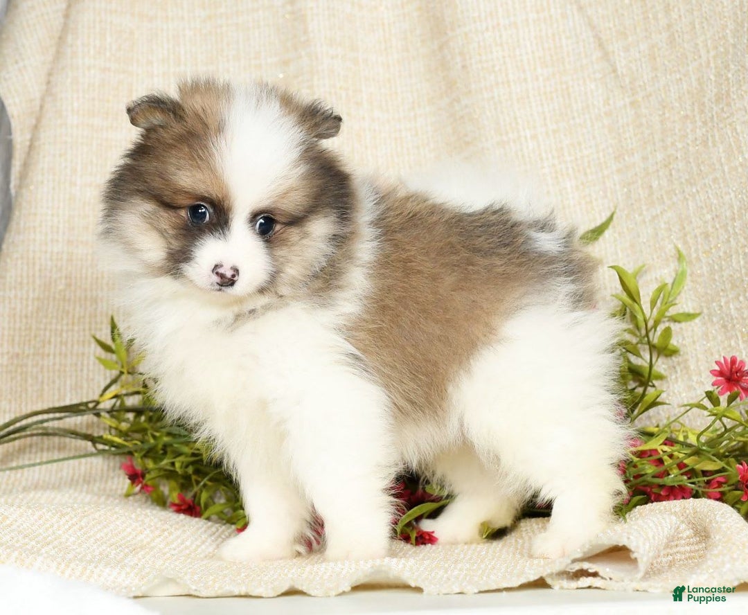 Gallery Image {{count}}