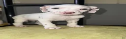 Dalmatian dogs for sale: Dalmatian 4 - Ad 3