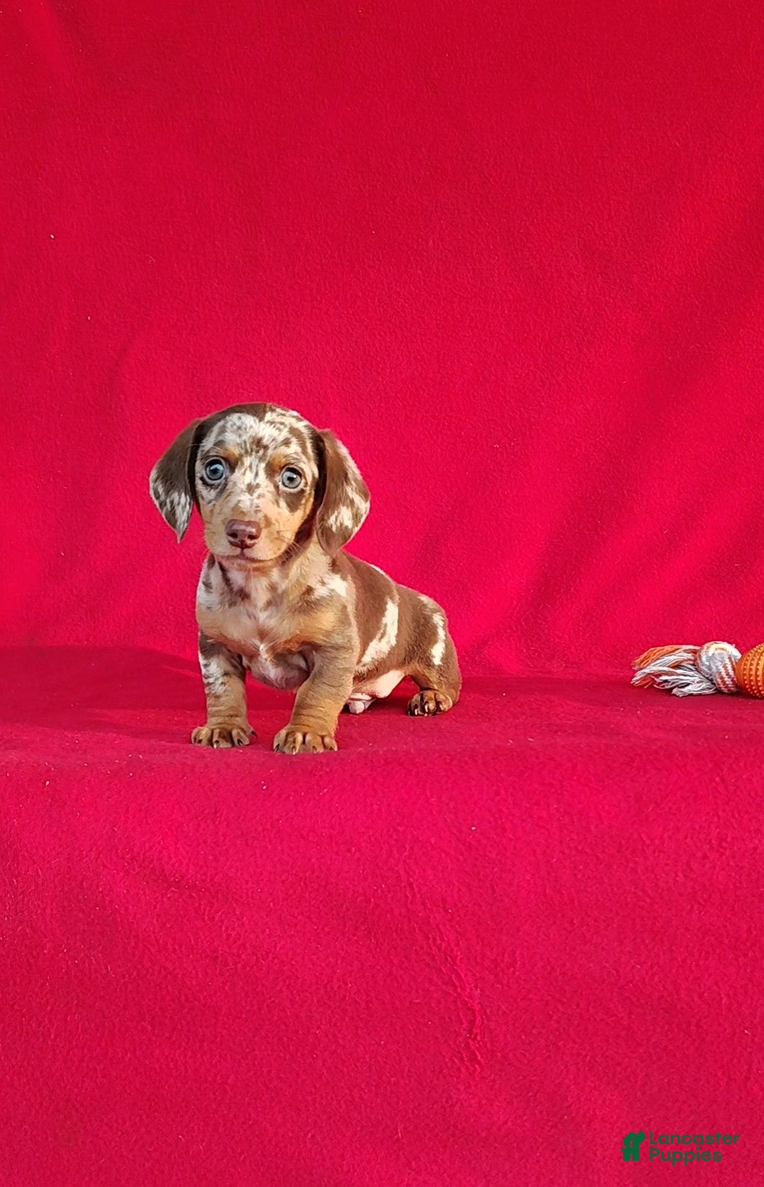 Miniature Dachshund dogs Frankie - Ad 1