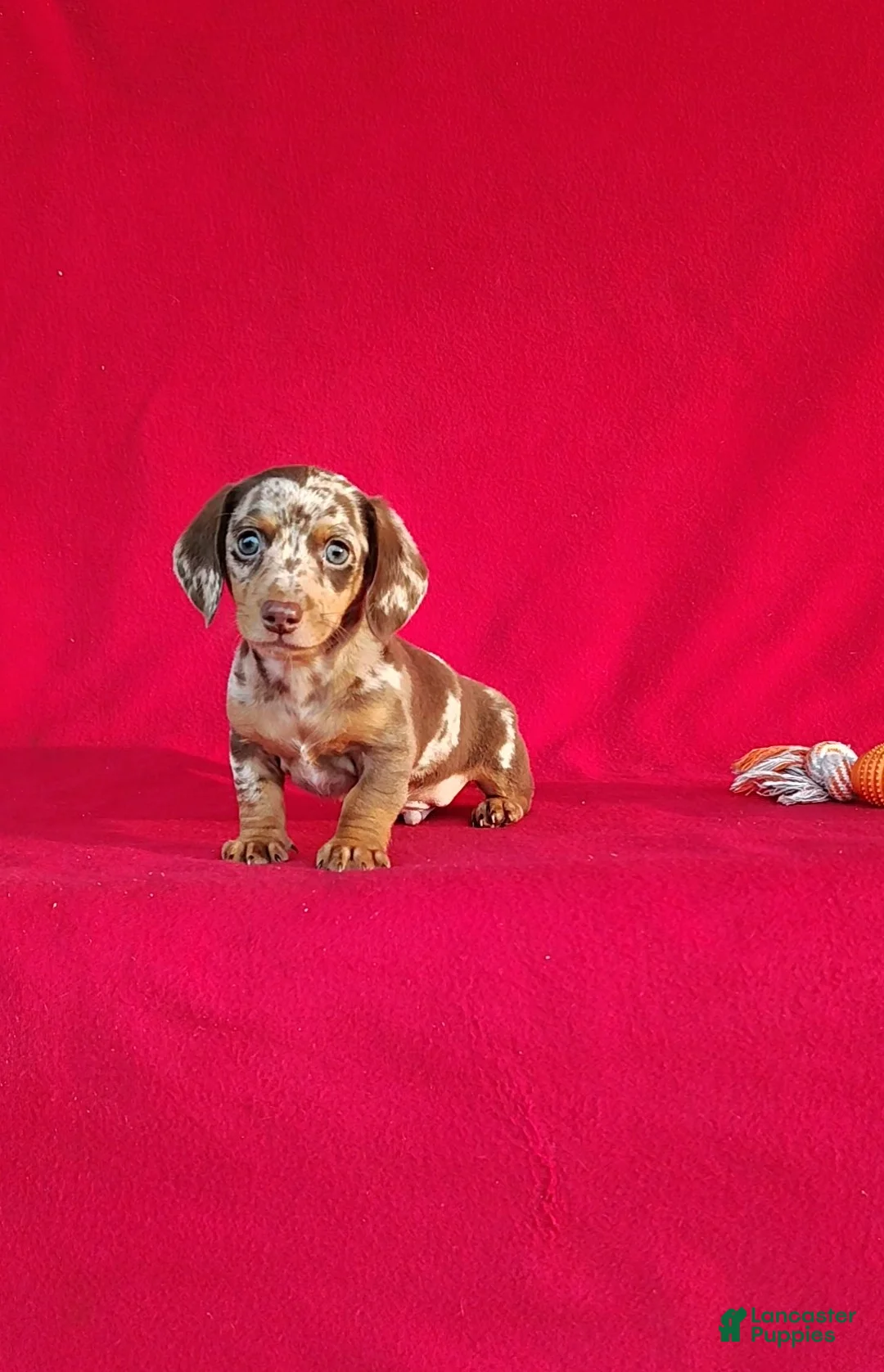 Miniature Dachshund dogs for sale: Frankie - Ad 1