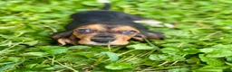 Basset Hound dogs for sale: Handsome Dan  - Ad 6