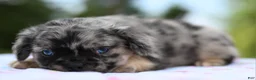 Mixed Breed dogs for sale: Ruby blue eyes merle - Ad 13