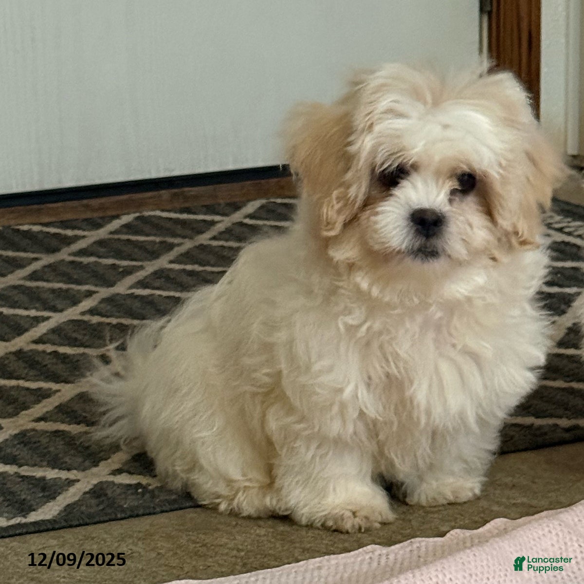 Teddy Bear dogs Candy - Ad 2