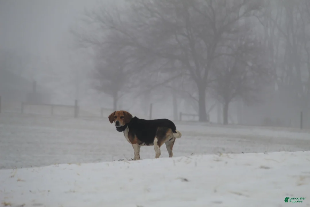 Puggle dogs for sale: Axel - Ad 10