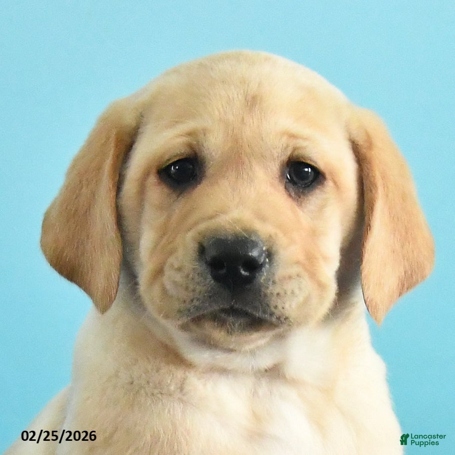 Labrador Retriever dogs Gabe - Ad 2