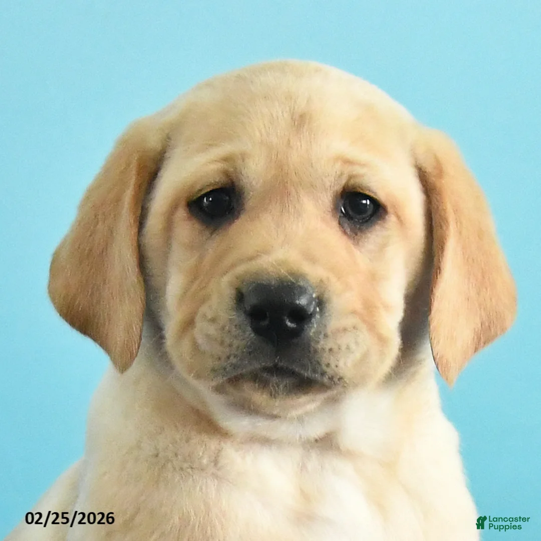 Labrador Retriever dogs for sale: Gabe - Ad 2