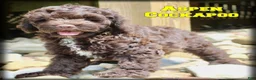 Cockapoo dogs for sale: Aspen - Ad 1