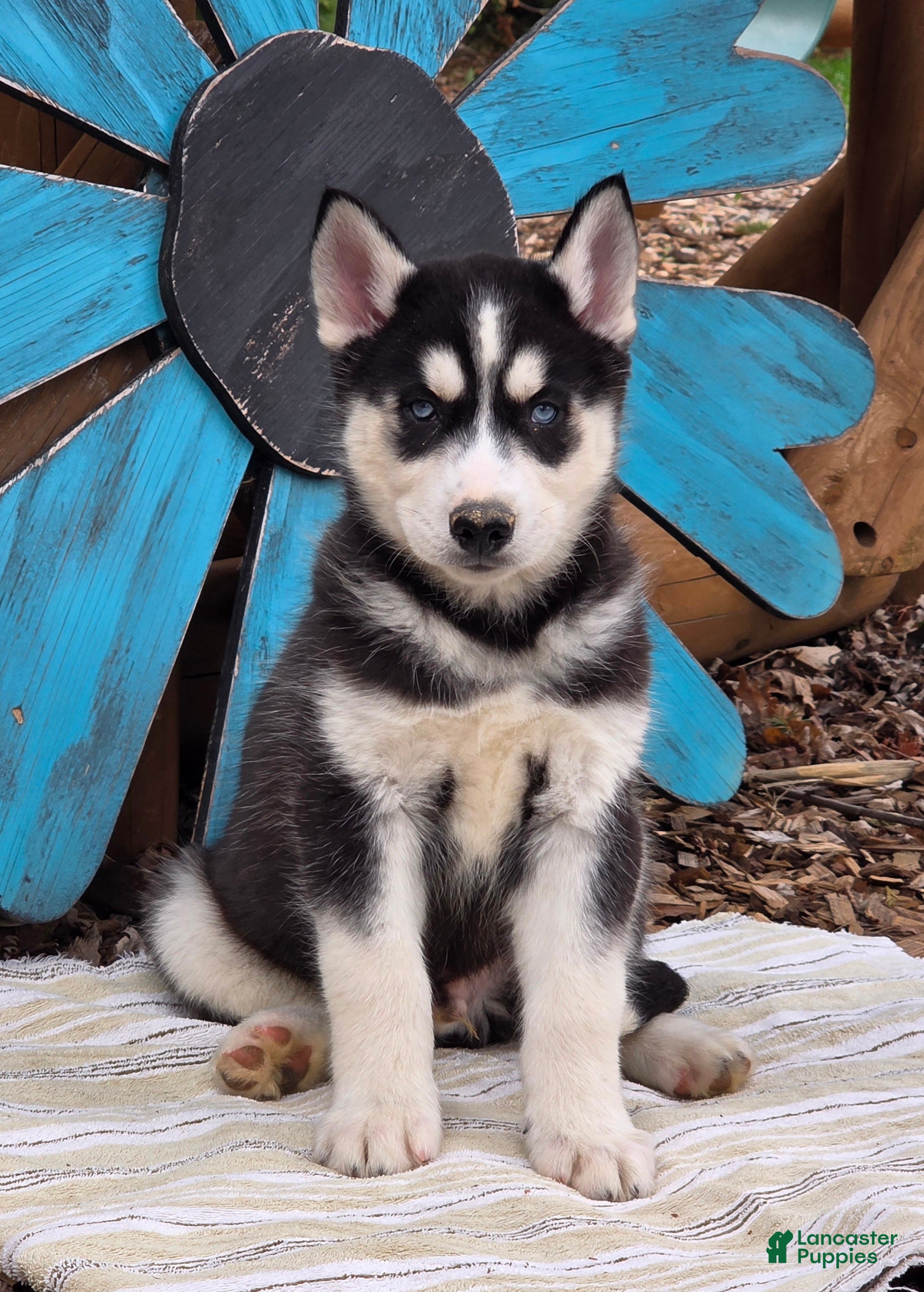 Siberian Husky dogs Brody - Ad 2