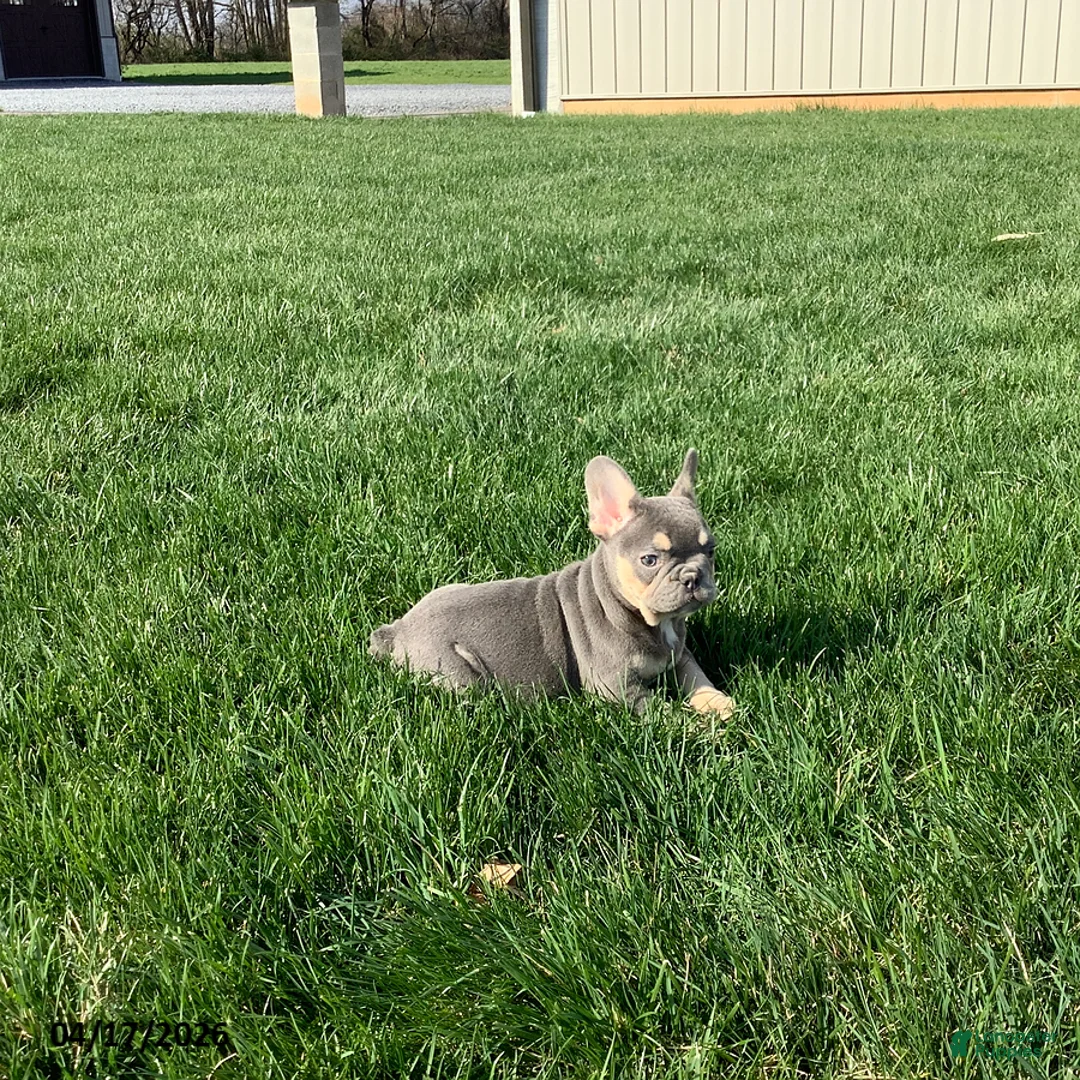 French Bulldog dogs for sale: Emma - Ad 4