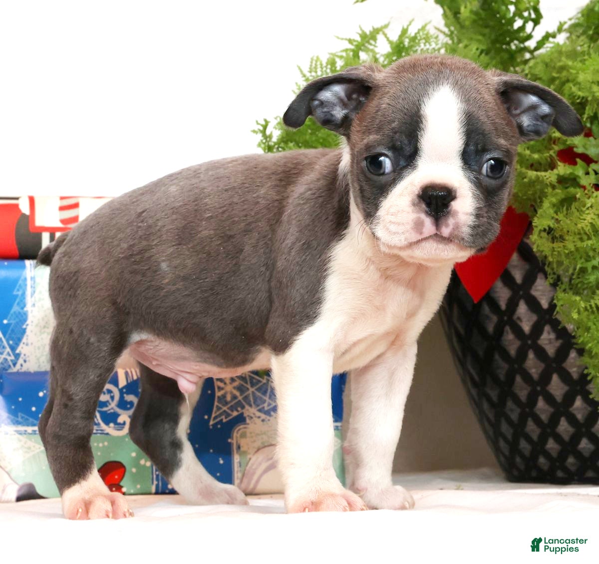 Boston Terrier dogs Peanut - Ad 32