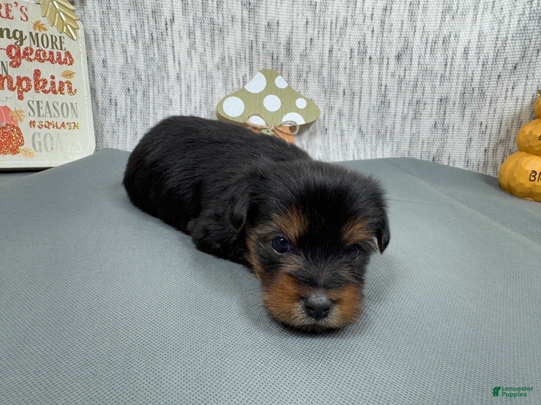 Yorkshire Terrier dogs for sale: Yorkshire Terrier Puppy 1 - Ad 6