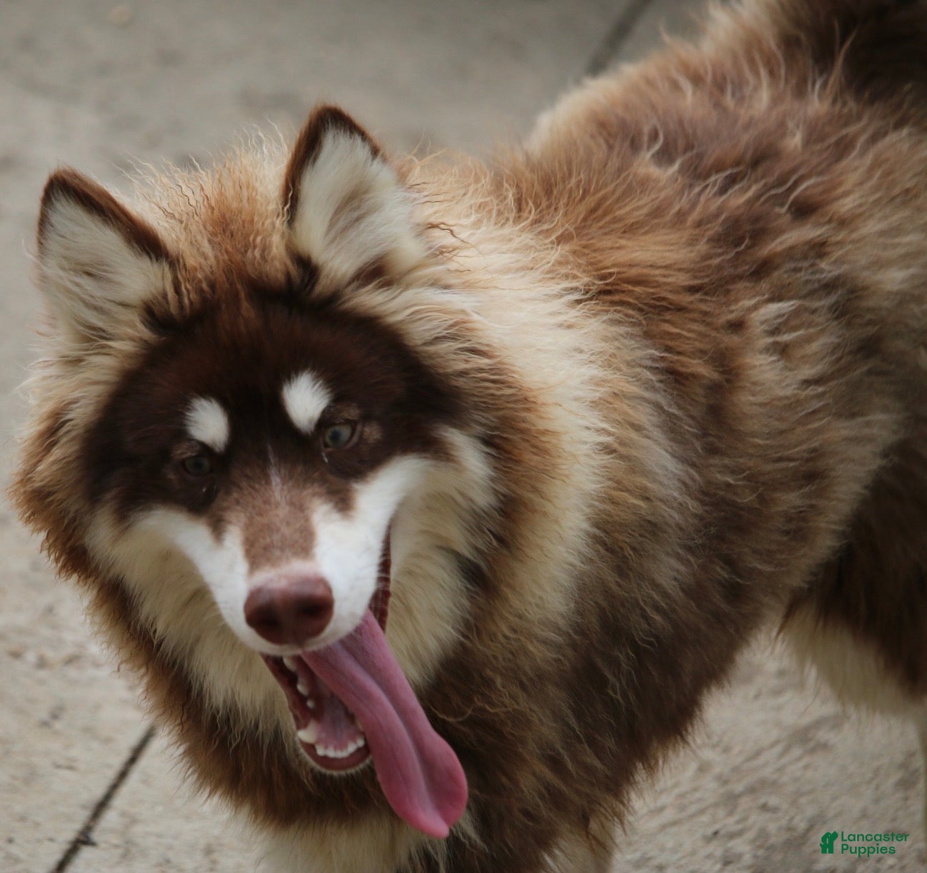 Pomsky dogs Blake - Ad 2