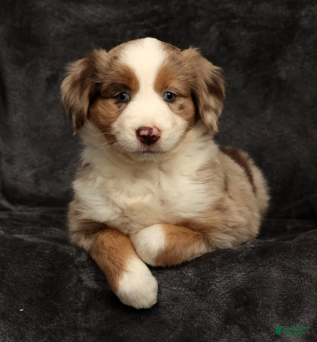 Miniature Australian Shepherd dogs for sale: Sunny  - Ad 5