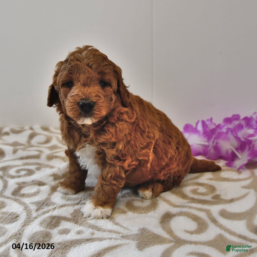 Mini Goldendoodle dogs Rosebud - Ad 2