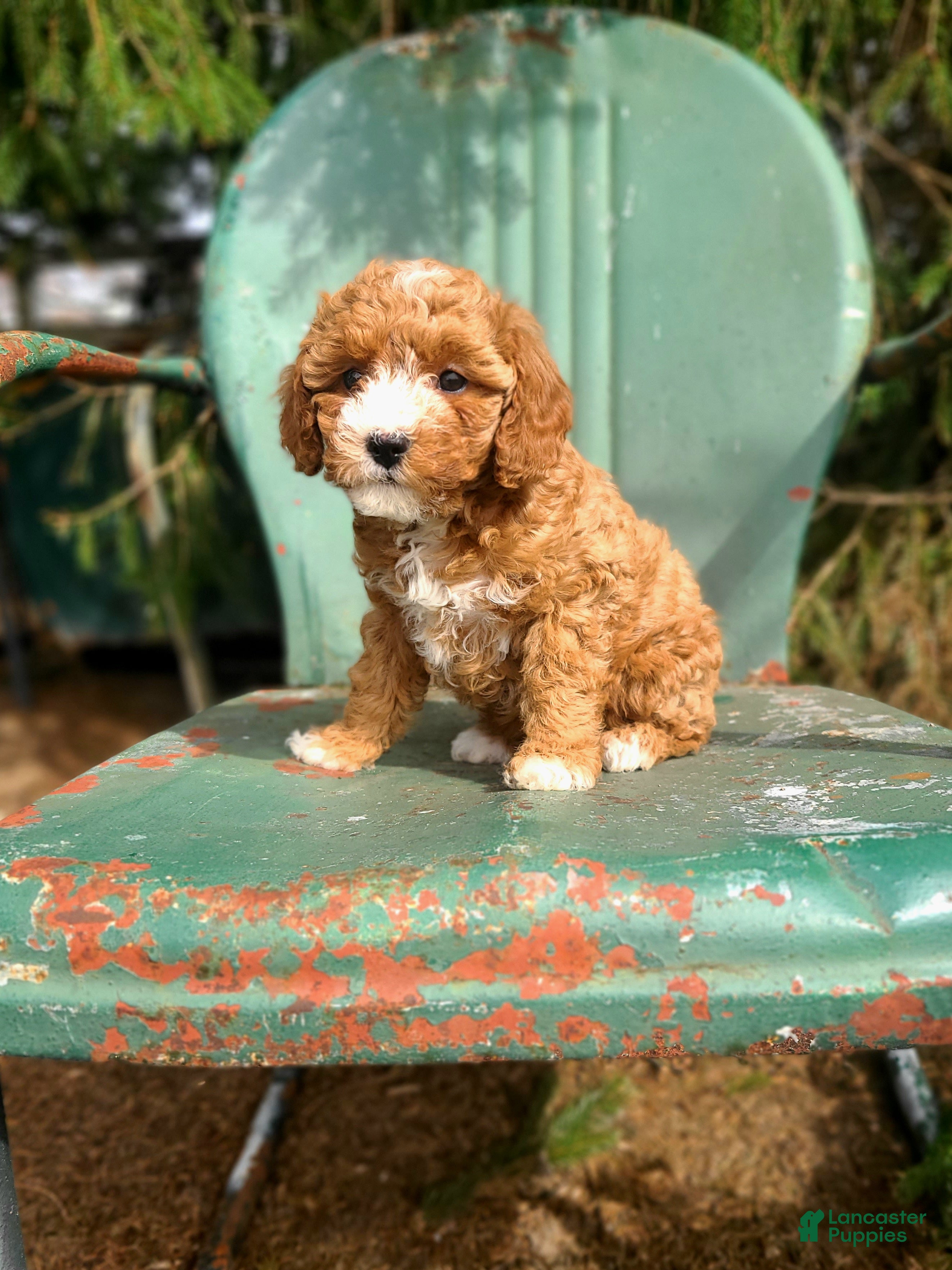 Cavapoo dogs Brandy - Ad 1