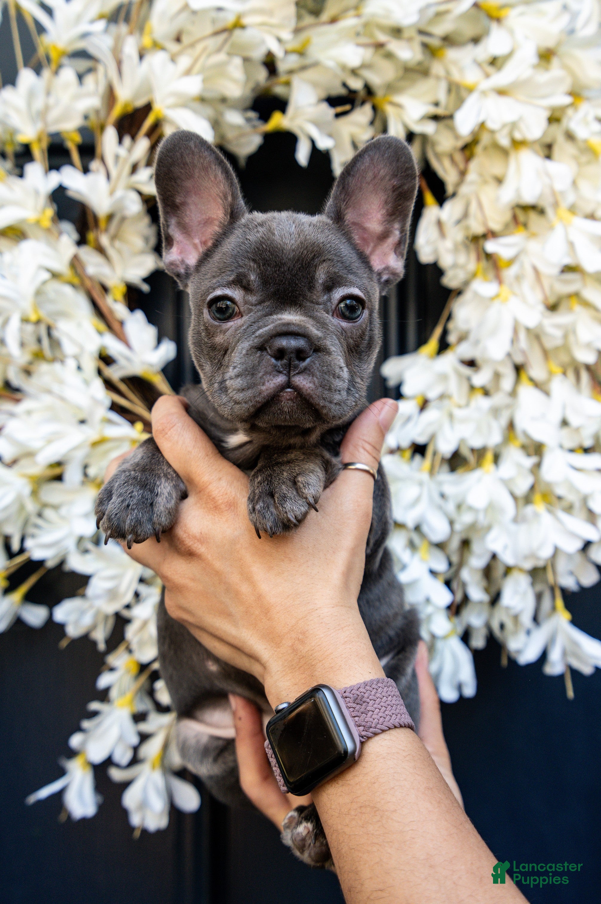 French Bulldog dogs Sophia  - Ad 1