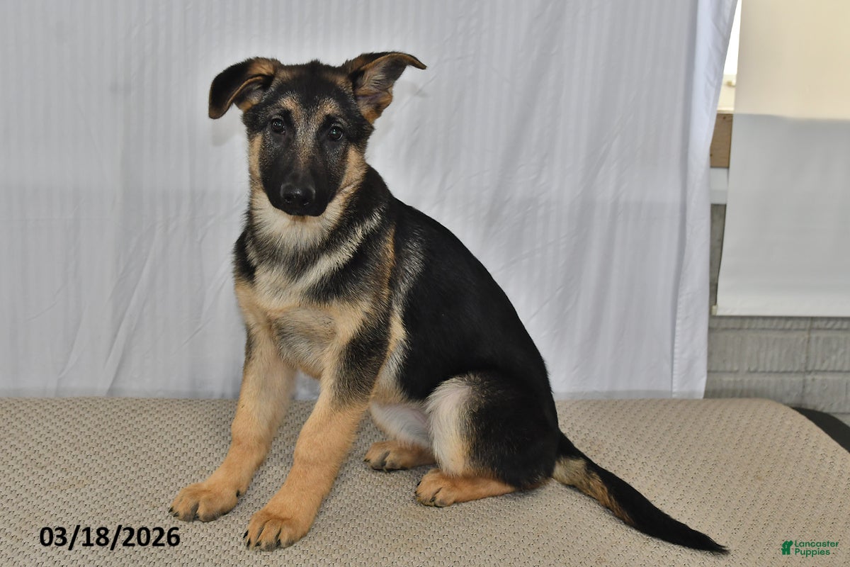 German Shepherd dogs Rain - Ad 1