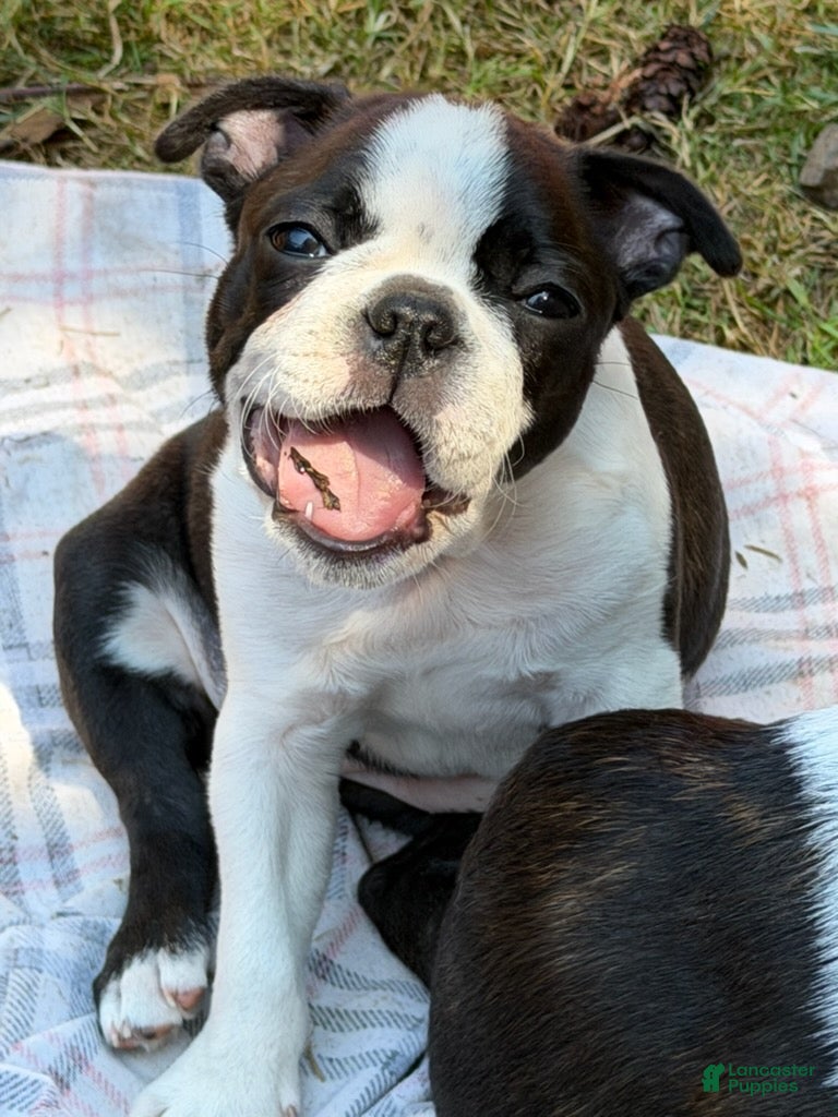 Boston Terrier dogs Jilly - Ad 2
