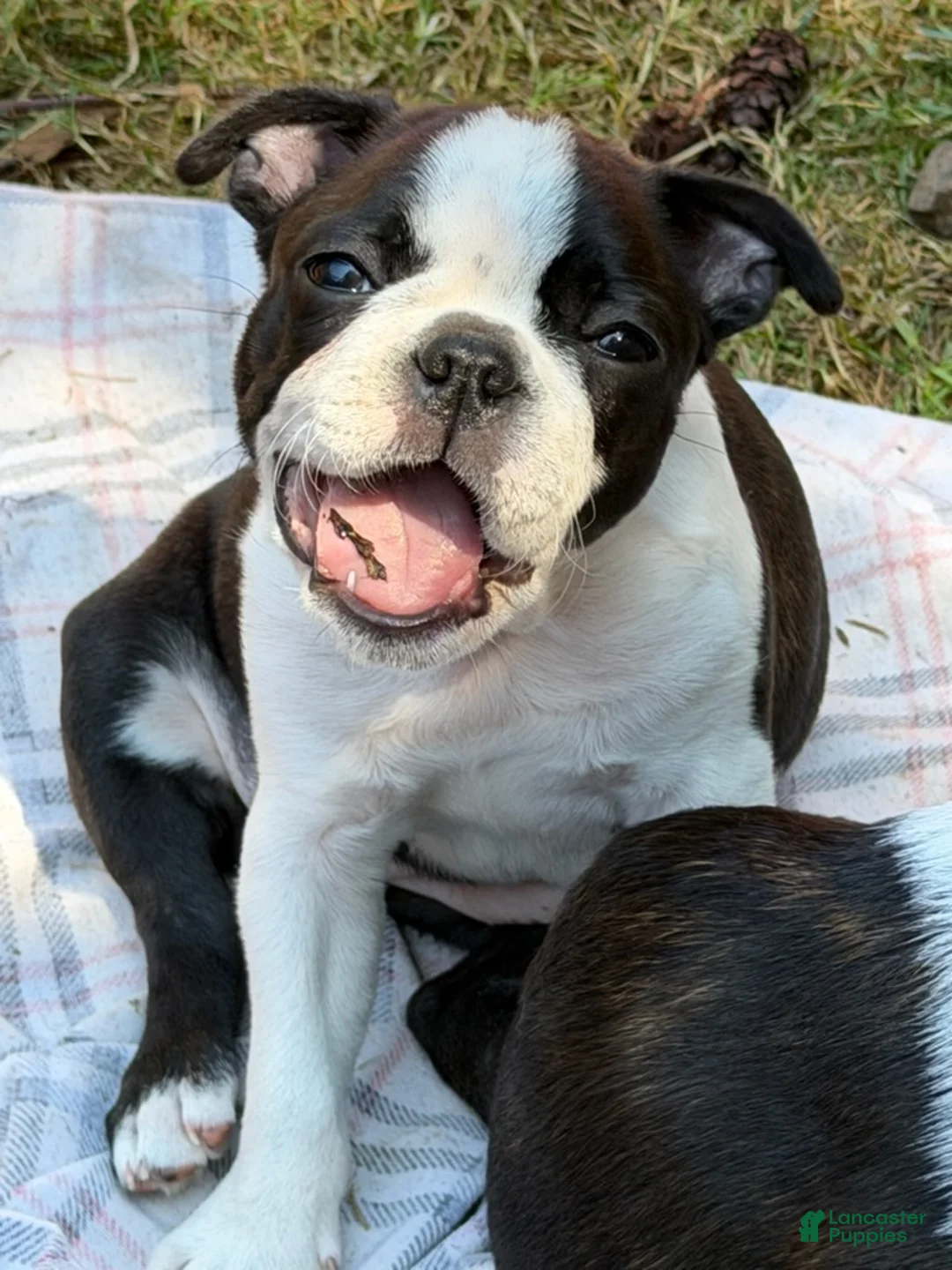 Boston Terrier dogs for sale: Jilly - Ad 2