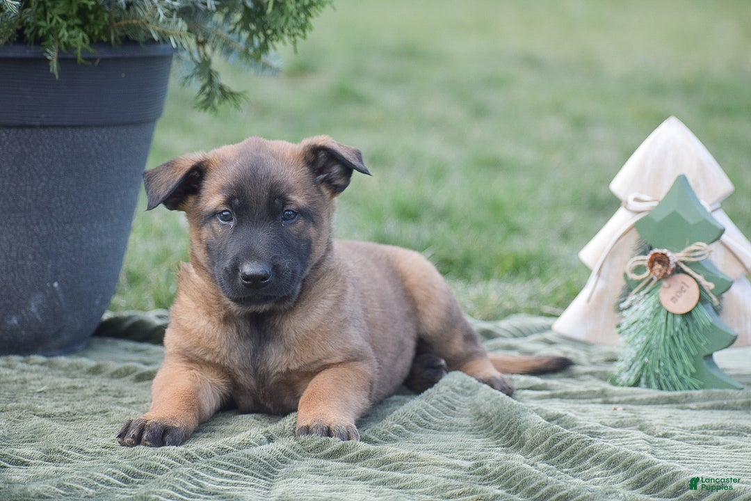 Belgian Malinois dogs for sale: Russell - Ad 3