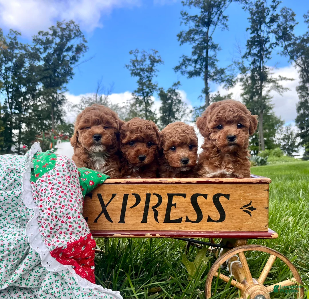 Miniature Poodle dogs for sale: Little Beauty’s❤️AKC Genetic Health Tested - Ad 1