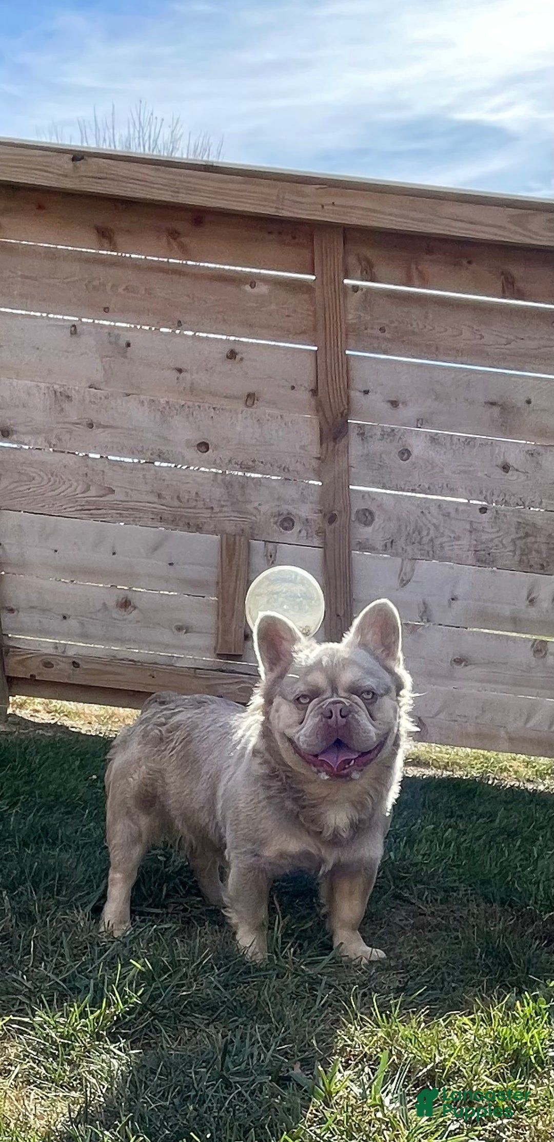 French Bulldog dogs for sale: Everest - Ad 14