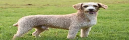 Cockapoo dogs for sale: Patches - Ad 5
