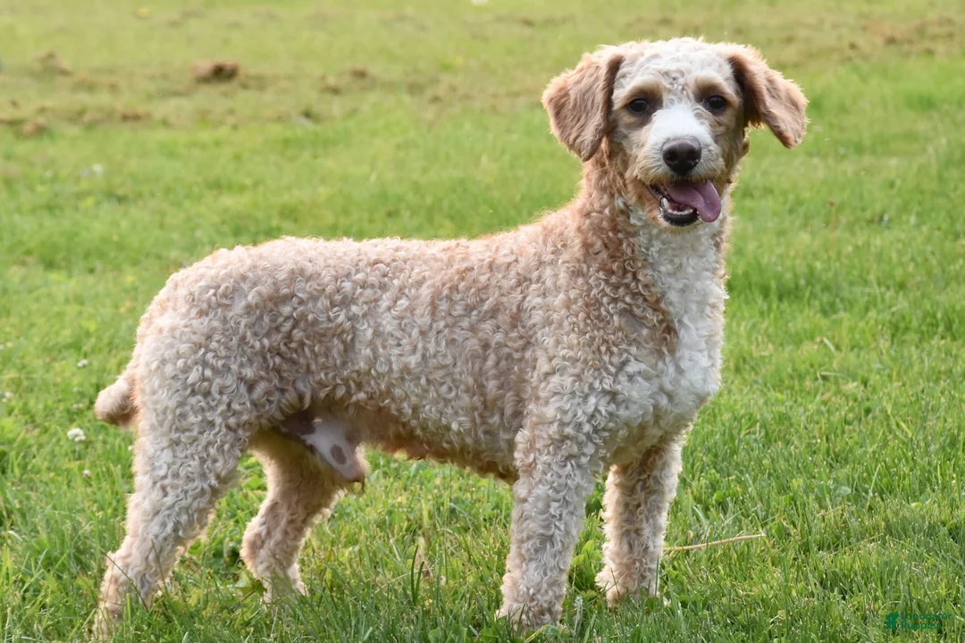 Cockapoo dogs for sale: Peter - Ad 5