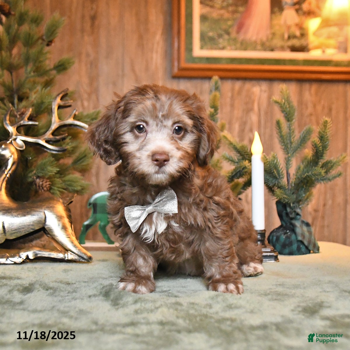 Schnoodle dogs Chip - Ad 10