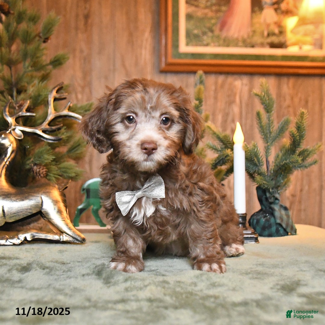 Schnoodle dogs for sale: Chip - Ad 1