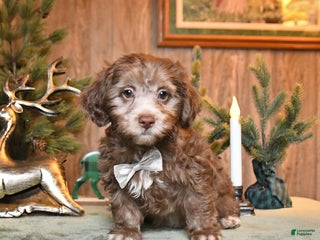 Schnoodle dogs Chip - Ad 9