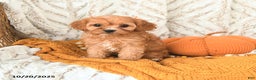 Cavapoo dogs for sale: Daisy - Ad 7