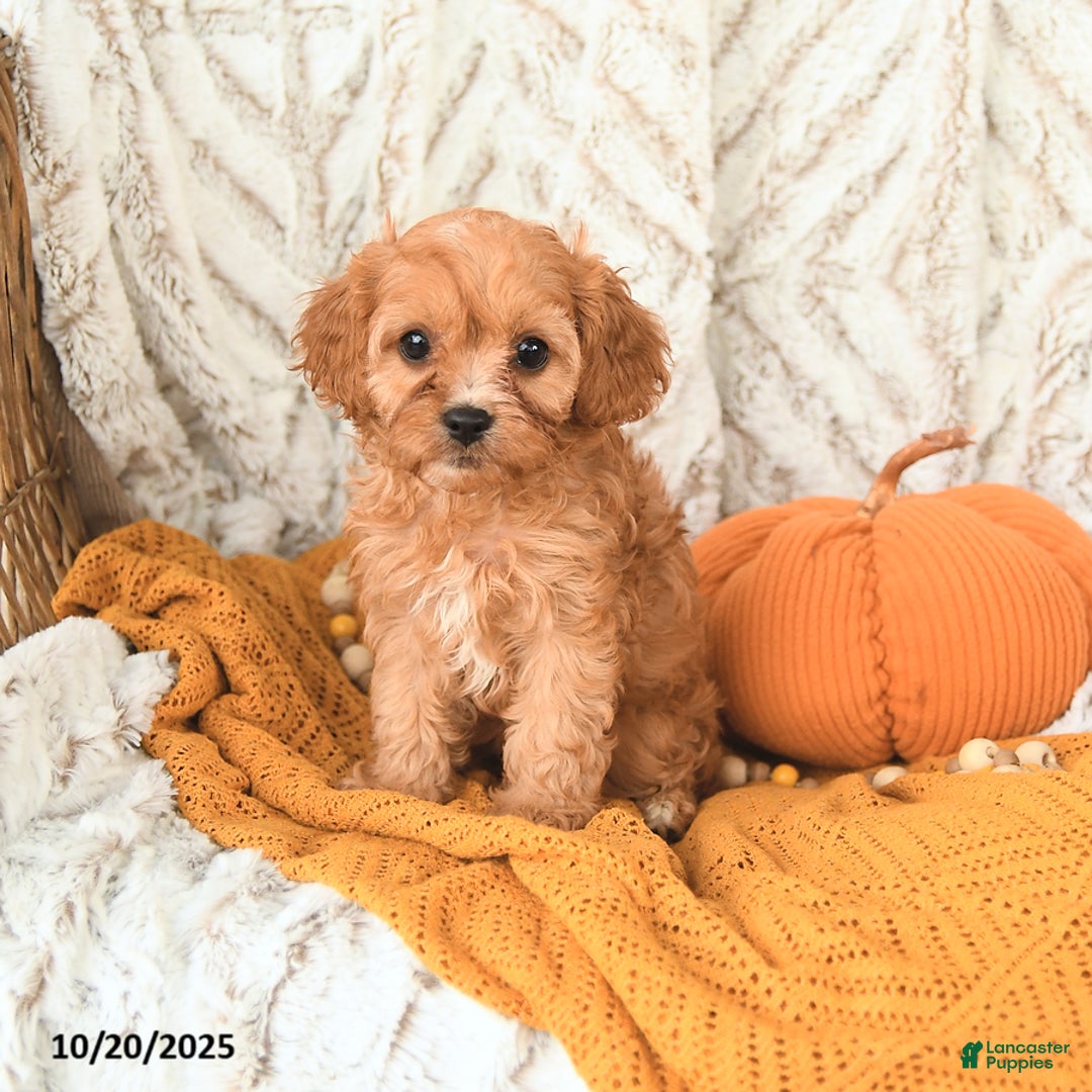 Cavapoo dogs for sale: Daisy - Ad 7