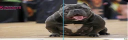 American Bully dogs for sale: Krillin - Ad 26