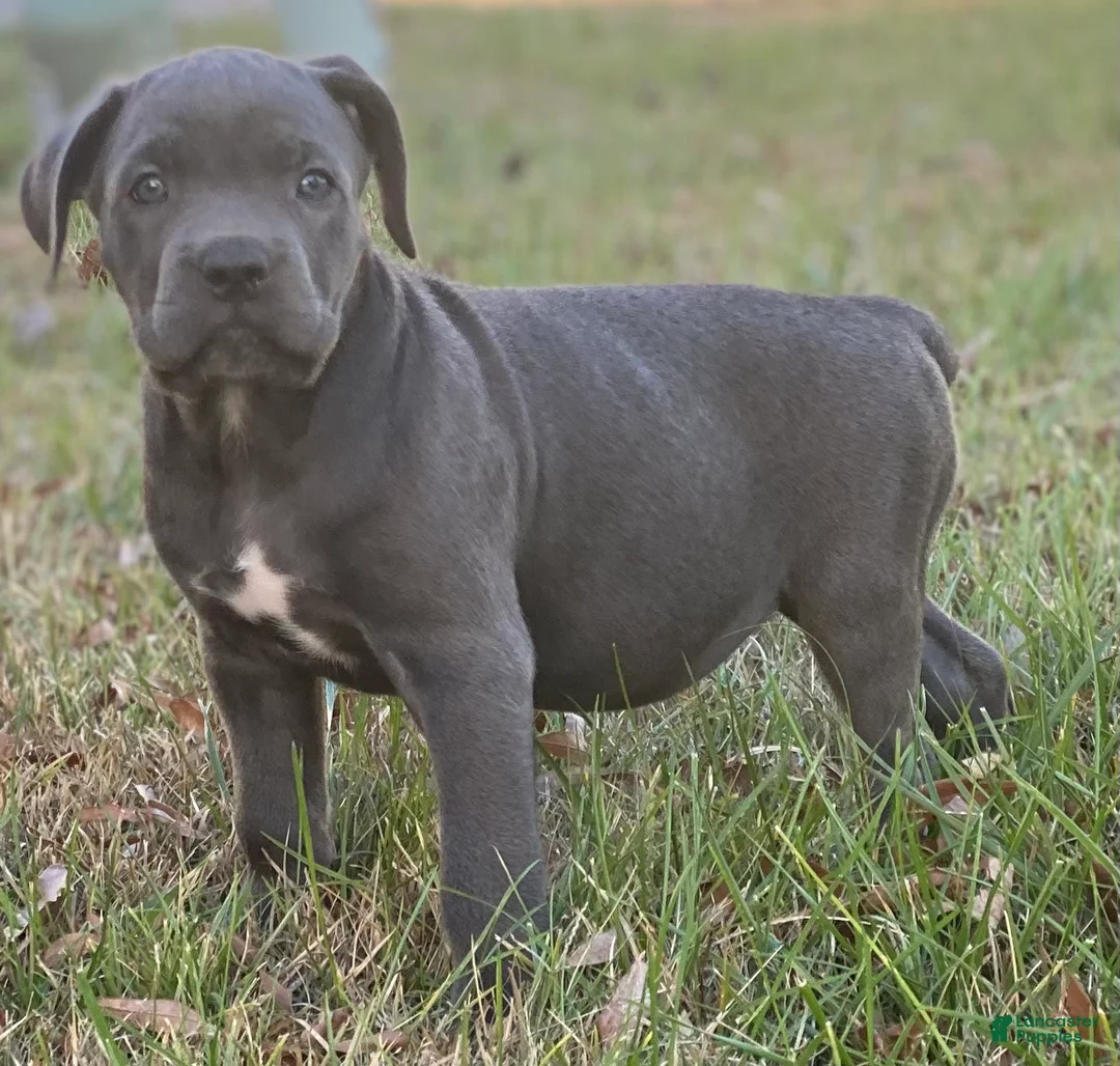 Gallery Image {{count}}