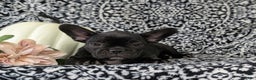 French Bulldog dogs for sale: Nadia - Ad 7