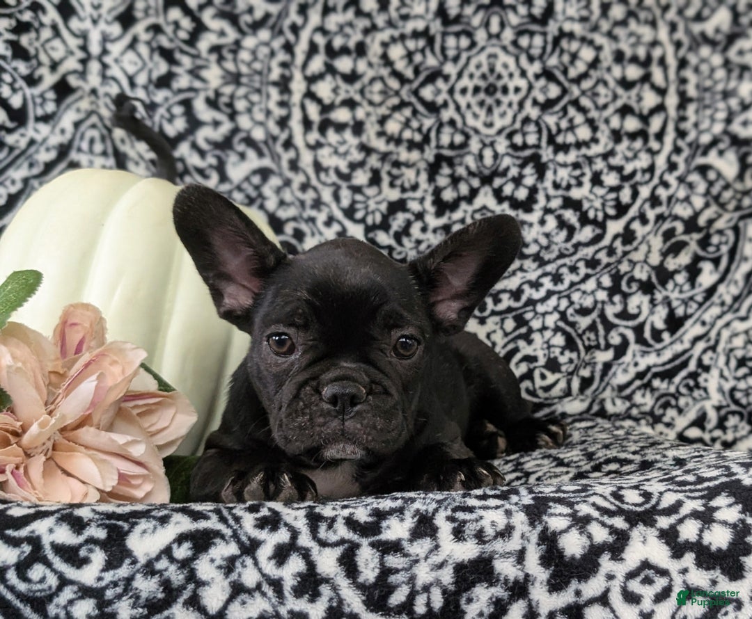 French Bulldog dogs for sale: Nadia - Ad 7