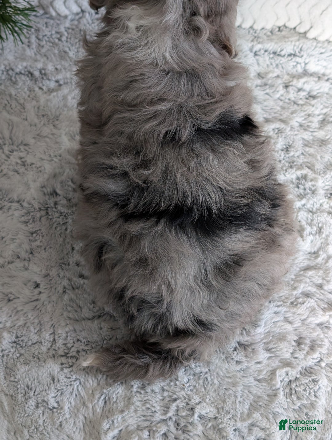 Mini Bernedoodle dogs for sale: Mini Opal  - Ad 30