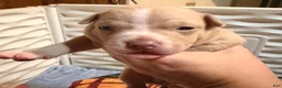 American Bully dogs for sale: Fawn Female 1 - Ad 2