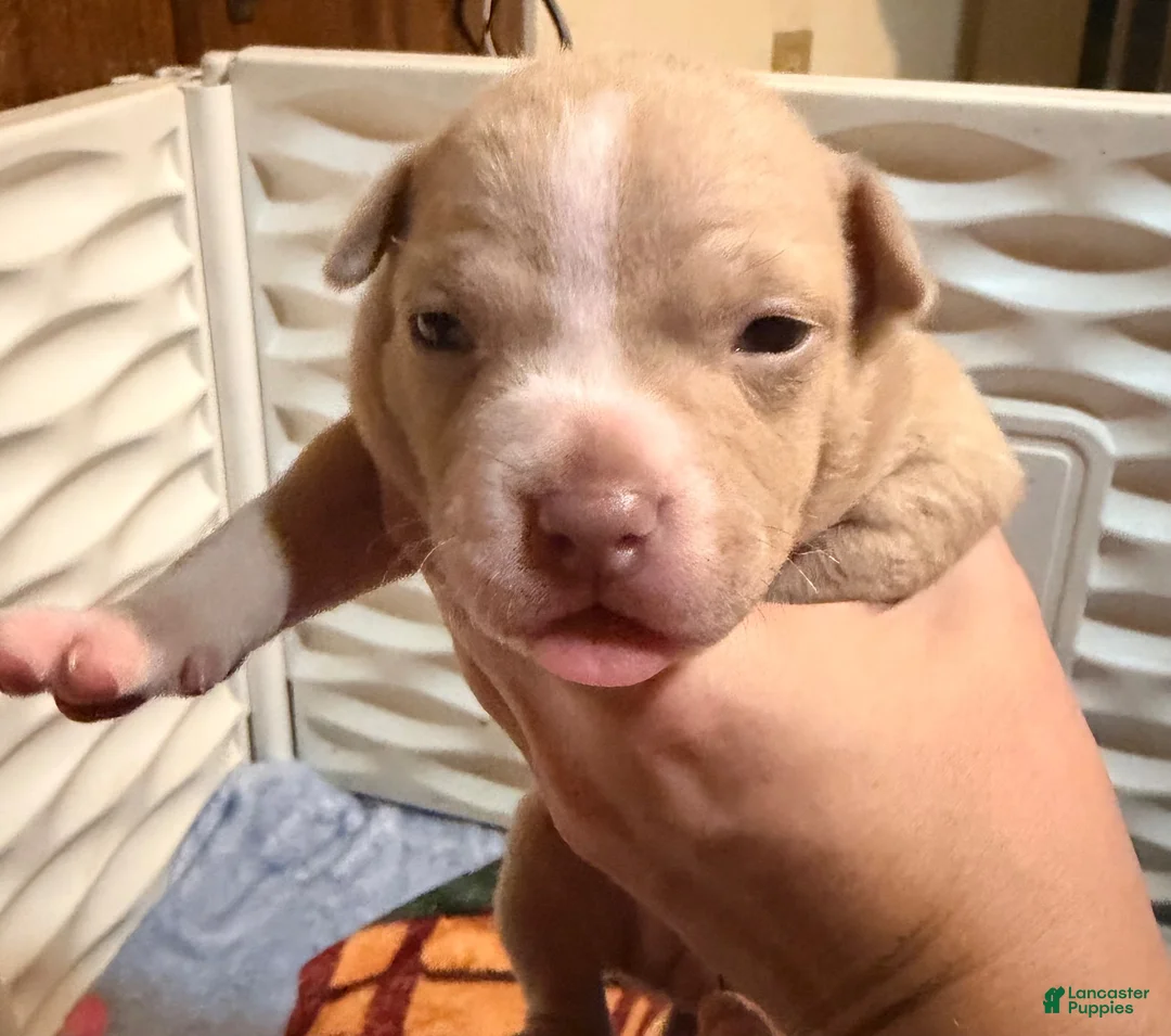 American Bully dogs for sale: Fawn Female 1 - Ad 2