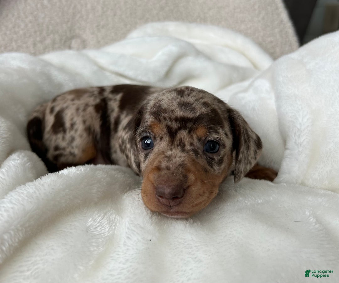 Miniature Dachshund dogs for sale: Roxy - Ad 7