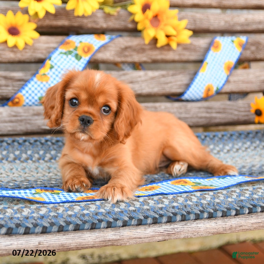 Cavalier King Charles Spaniel dogs Tinker - Ad 2