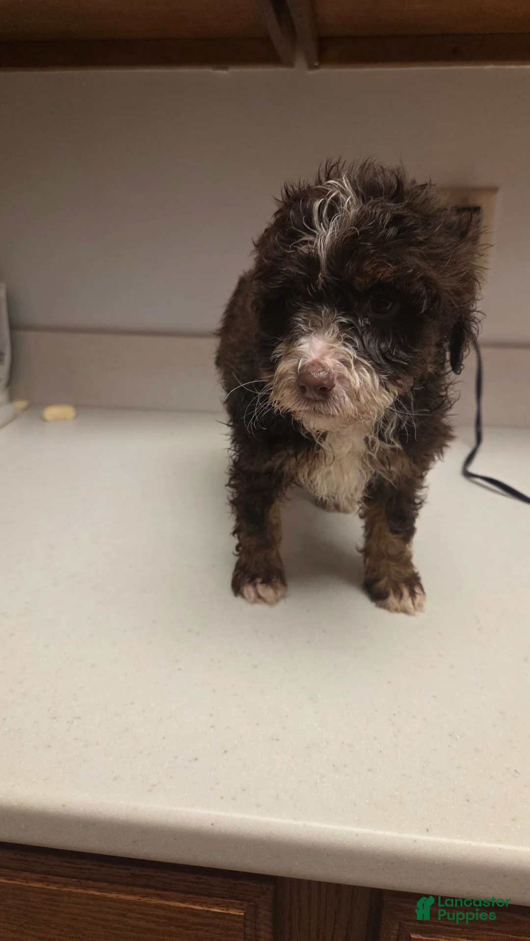 Bernedoodle dogs for sale: Bernedoodle Puppy 5 - Ad 4