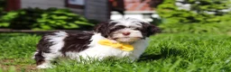 Havanese dogs for sale: Brady - Ad 3